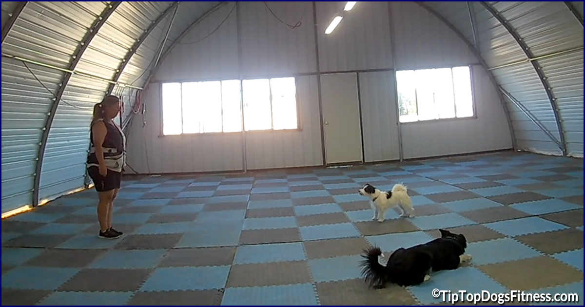 Tip Top Dogs Video Library Fitness, Conditioning, Training Classes